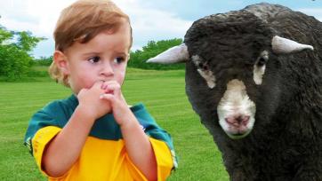 Life on the Farm with Baa Baa Black Sheep