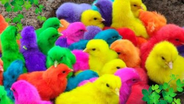 The Rainbow Animals Parade