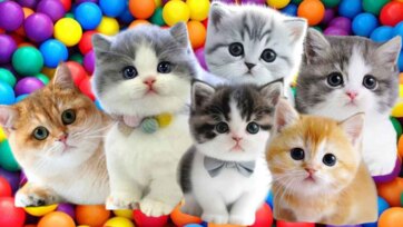 Cute Baby Kittens in a Rainbow Ball Pit Adventure
